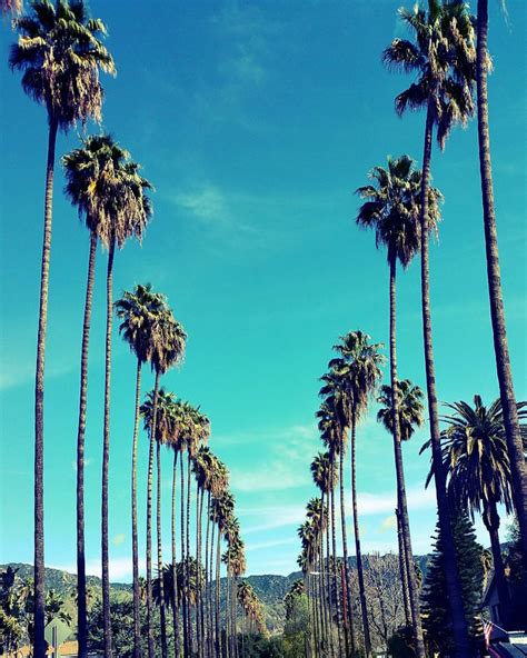 palm trees  los angeles california palm tree lined street etsy