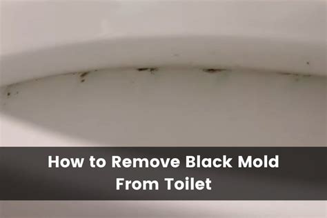 black stuff  toilet   remove black mold  toilet tank