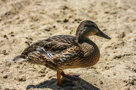 duck identification guide   types  ducks  pictures