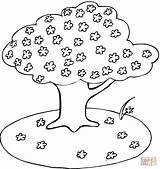 Coloring Cherry Blossom Tree Printable Library Clipart sketch template