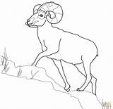 Sheep Bighorn Coloring Dall Mountain Rocky Color Printable Pages Designlooter Version Click Drawings Supercoloring 19kb 1200 Wild Categories 467px 38kb sketch template