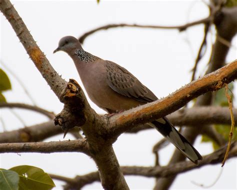 spotted dove spilopelia chinensis ollies bird sightings journal thailand