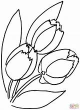Tulips Coloring Flower Pages sketch template