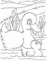 Coloring Duck Pages Animals Their Babies Duckling Kinderart Buffalo Water Ducklings Pdf Color Az Kids Baby Print Size sketch template
