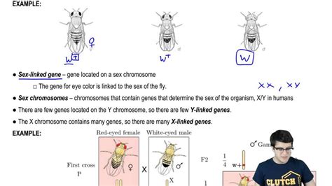 Morgan S Experiments And Sex Linkage Youtube