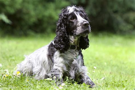 spaniel dog breed explained    spaniel
