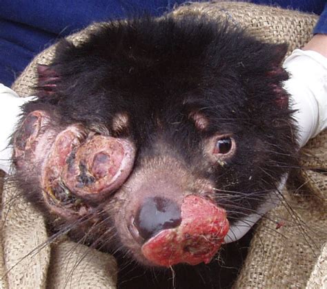tasmanian devil facial tumour clip free hot sex teen