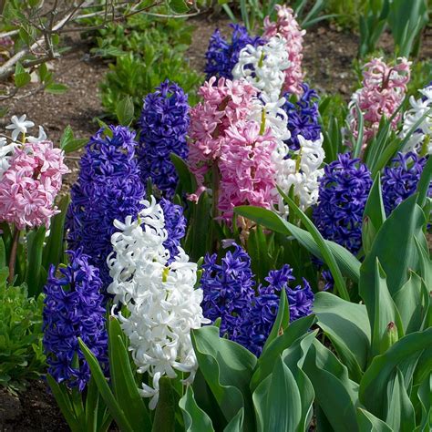 hyacinth flowers hyacinth bulbs  white flower farm