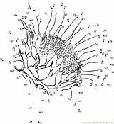 Connect Sunflower sketch template