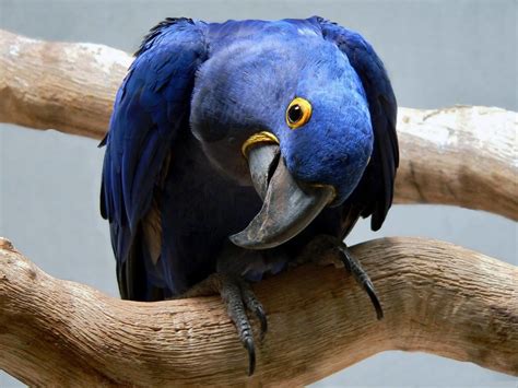 blue macaw desktop wallpapers