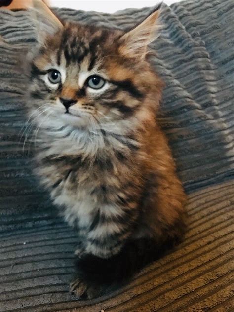 maine coon mix kitten  washington tyne  wear gumtree