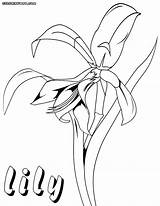 Lily Coloring Pages Colorings sketch template