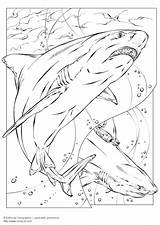 Shark Bull Coloring sketch template