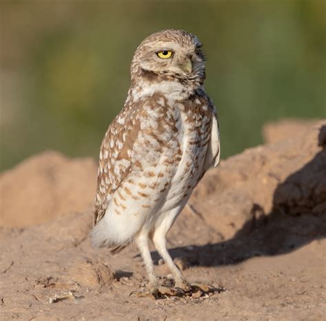burrowing owl san diego bird spot