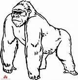 Gorilla Ape Clipartmag sketch template