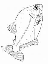 Vissen Fisch Poisson Ausmalbilder Malvorlagen Coloriage Fische Coloriages Dieren Peixes Malvorlage Animaatjes Mandala Pesci Drucken Angeln Ausdrucken Gify Zeichnung Ryby sketch template