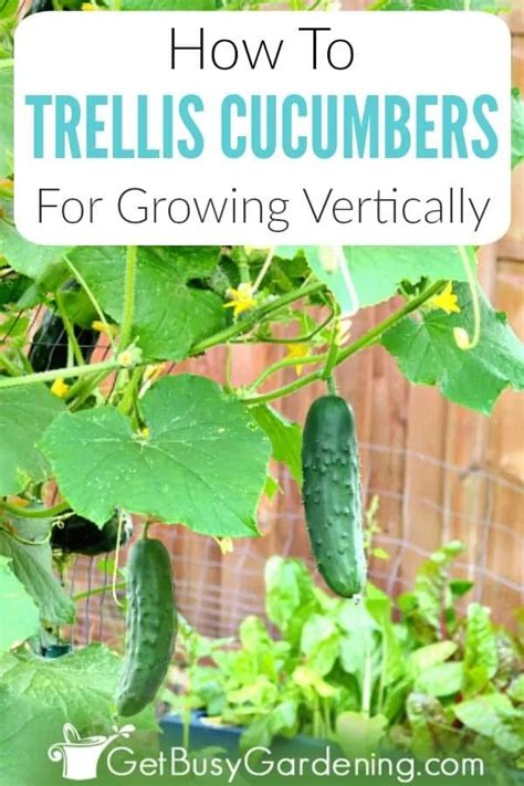 growing cucumbers   trellis reasons  grow  vertically