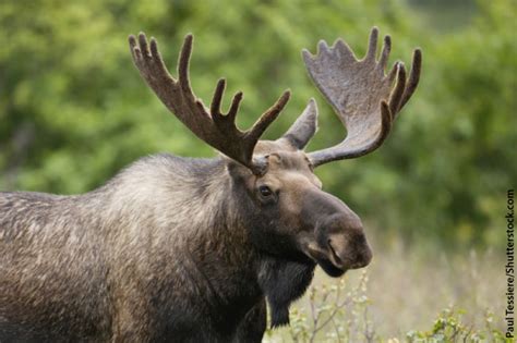 moose facts images information video  kids adults