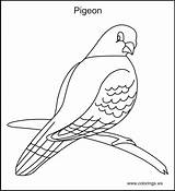 Coloring Pigeon Color Kids Pages Print Pigeons Printable Colorings Getdrawings Drawing Comments Quilt Farm Ws sketch template