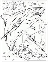Shark Coloring Pages Megalodon Printable Color Basking Print Animals Adult Kids Nurse Realistic Sheet Colouring Great Adults Bruce Sheets Animal sketch template