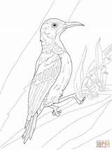 Sunbird Throated Supercoloring sketch template