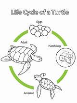 Cycle Turtle Life Coloring Pages Printable Animals Kids Animal Cycles Supercoloring Photosynthesis Preschool Sea Biology Crafts Select Category Turtles Bing sketch template