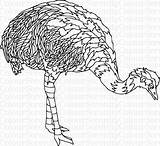 Ostrich Printable Adult sketch template
