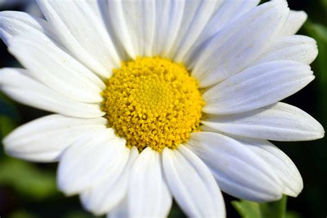 image libre horticulture ete jardin flore nature fleur blanche