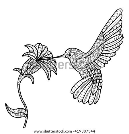 hummingbird flower coloring book adults raster stock illustration