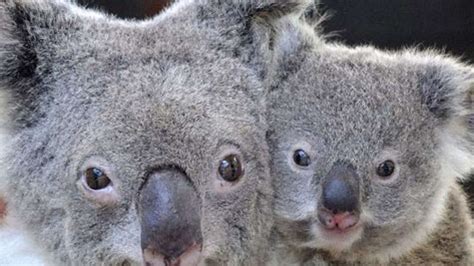 Australien Tierische Urlaubsidee Koala Sitter Reise