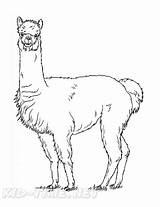 Coloring Alpaca Pages Book Popular Sheets Animals sketch template
