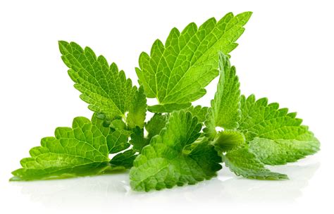 mint leaves    oldest seasoning  flavoring agent