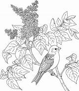 Coloring Pages Birds Finch Flowers Printable Flower Bird Drawing Purple State Yellow Dessin Hampshire Gif Lilac Kids Supercoloring Tree Pencil sketch template