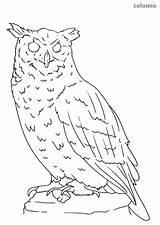 Eule Uhu Ausmalen Malvorlage Eulen Owl Malen Ausmalbild sketch template