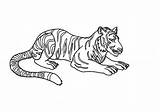 Tiger Coloring Siberian Illustration Pages Color sketch template