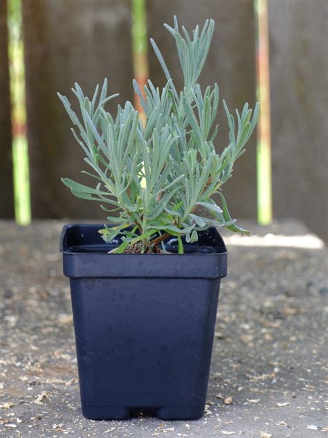 grosso lavender plants  quantity etsy