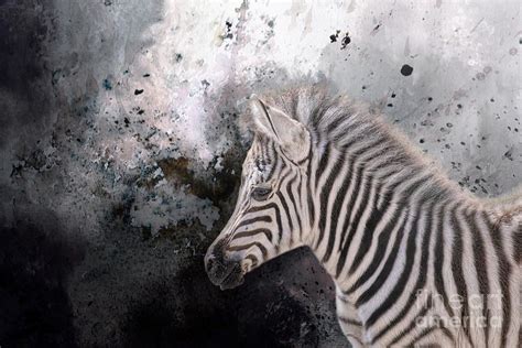 baby zebra  elisabeth lucas baby zebra zebra unique artwork