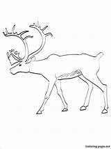 Caribou Coloring Pages Printable Getcolorings sketch template