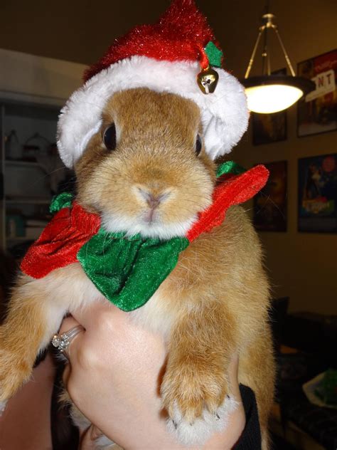 meet petey today hes  christmas bunny christmas bunny bunny rabbit