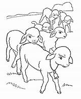 Ovelhinhas Lambs Colorir Desenhos sketch template