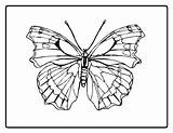 Coloring Moth Swift Pages Designlooter Olds Year sketch template