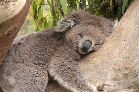 koala bears ultimate guide