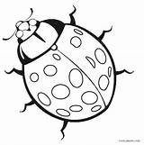 Bug Insect Cool2bkids Bugs Realistische Fehler Clipartmag Ladybugs Marienkäfer sketch template