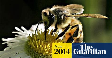 Uk Faces Food Security Catastrophe As Honeybee Numbers Fall Scientists