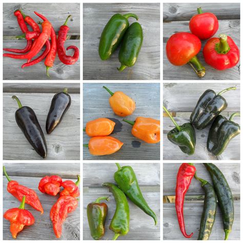 11 types of hot peppers ranked from mild to fiery aria art
