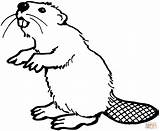 Beaver Coloring American Castor Coloriage Bever Template Printable Animals Beavers Sketch sketch template
