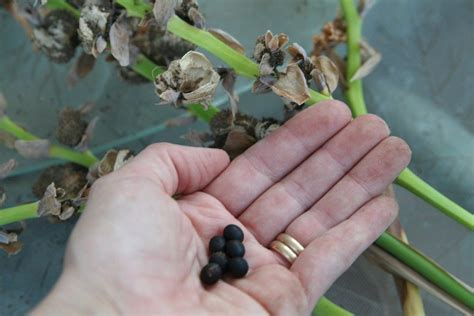 canna lily seed harvesting   plant canna lily seeds canna lily