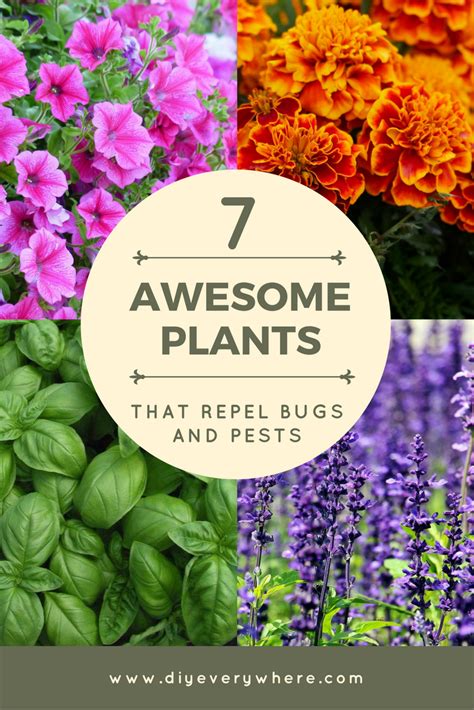 awesome plants  repel bugs  pests    fantastic idea