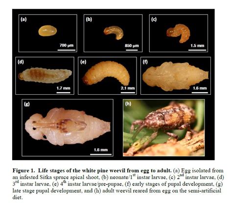 life stages   white pine weevil  egg  adult  egg