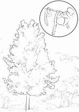 Tree Pecan Drawing Paintingvalley Coloring sketch template